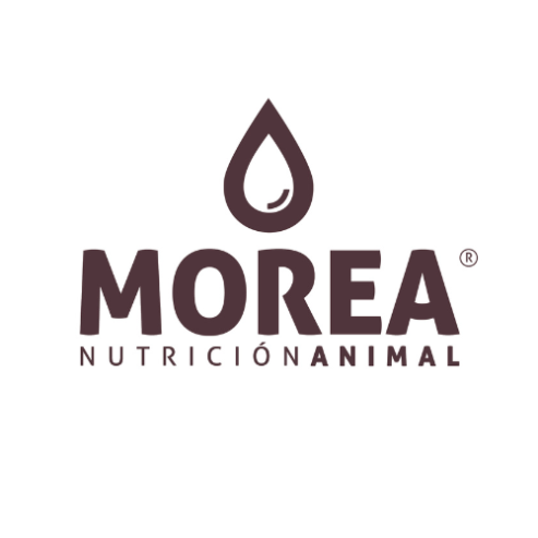 500X500-LOGO-MOREA