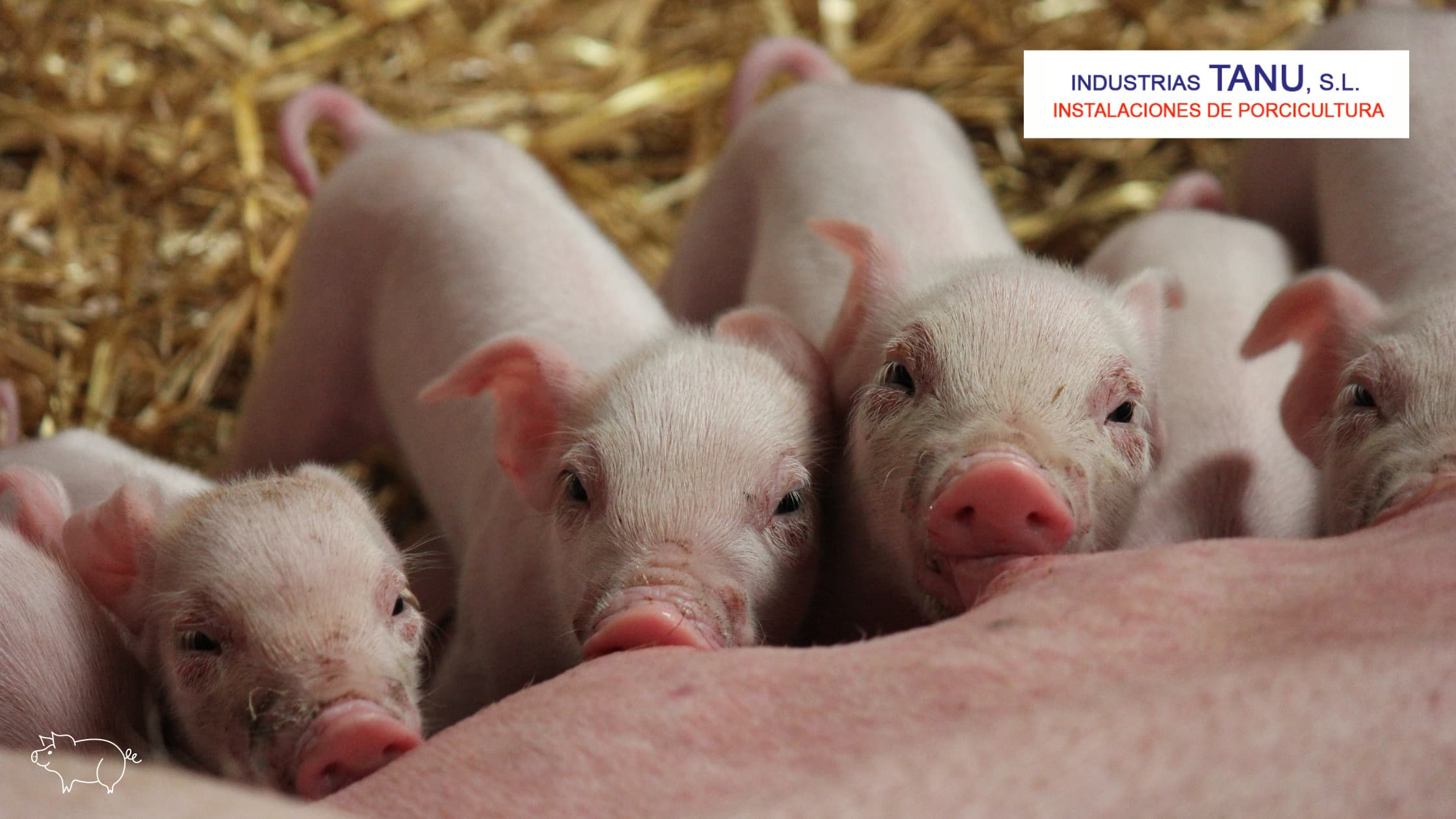 Material ganadero porcino | Industrias TANU