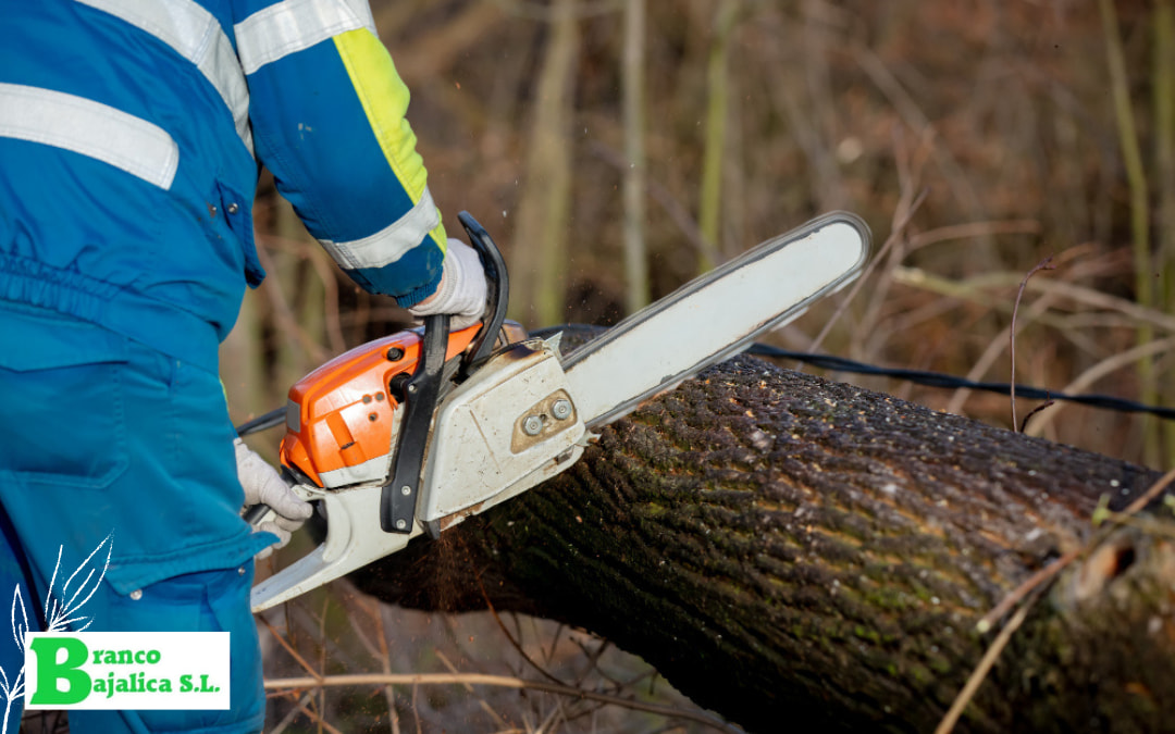 Poda y tala de árboles en Madrid – Empresa de jardinería | BAJALICA