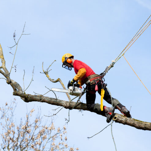 poda-de-arboles-en-madrid