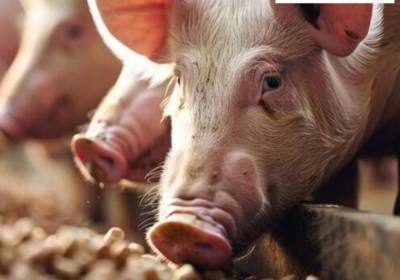 Diseno-sin-titulo-13