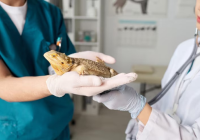 imgi_18_dos-veterinarios-trabajando-iguana_274679-58379