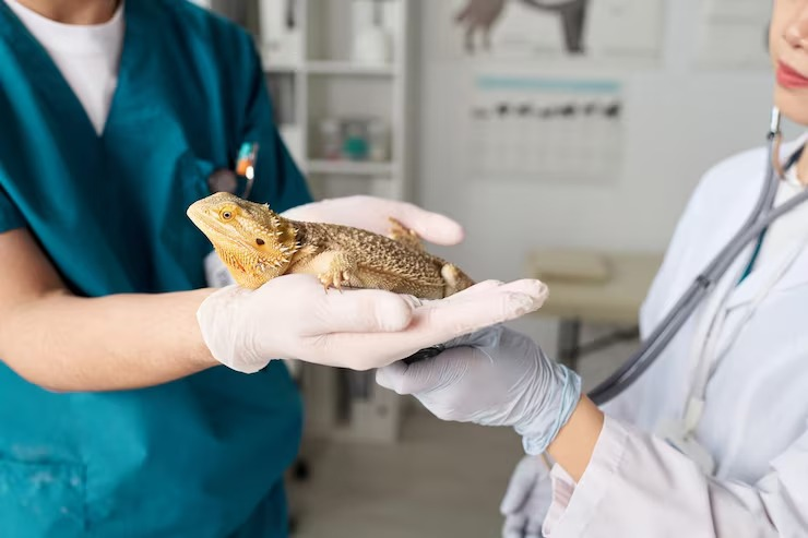 Veterinaria de animales exóticos: cuidados especializados para especies únicas