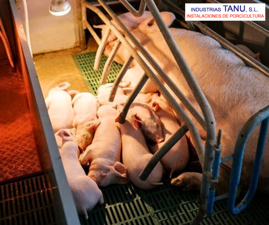 Parideras para cerdas: claves para mejorar la eficiencia en la maternidad porcina