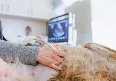 imgi_32_perro-embarazado-es-examinado-hospital-veterinario-perro-que-tiene-ecografia_334782-2431