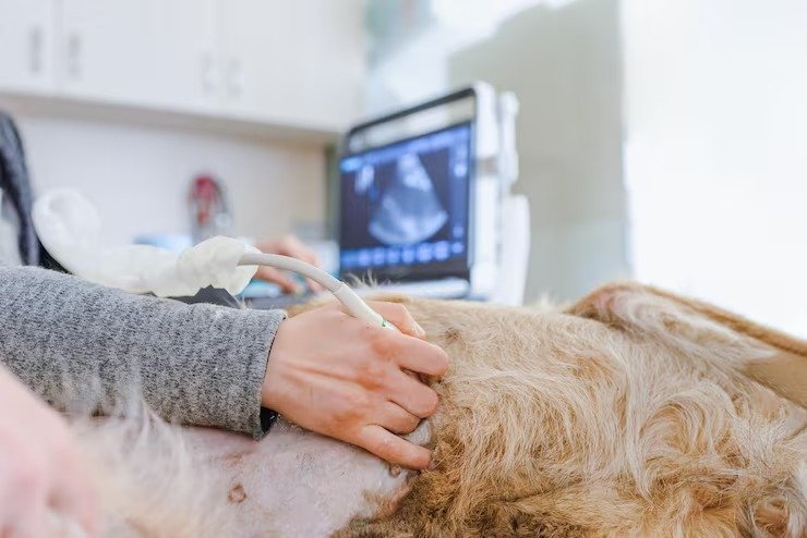 Veterinaria ecografía canina: la importancia del diagnóstico por imagen en perros