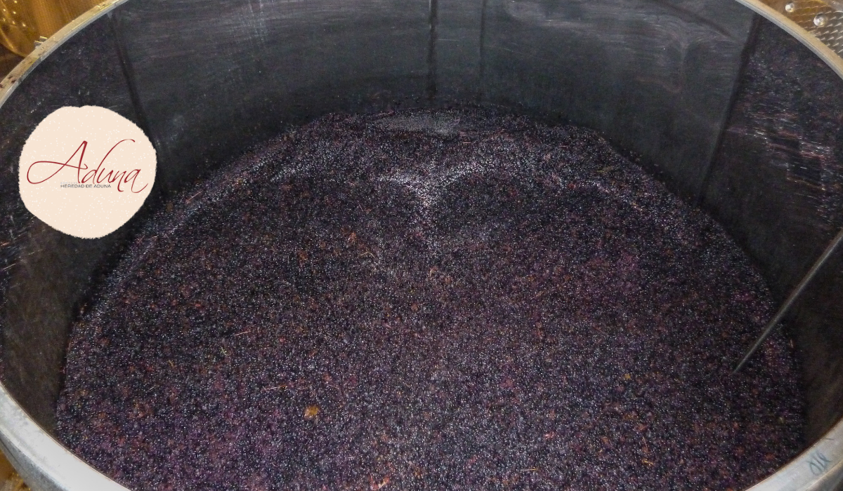 Viñedo Heredad de Aduna