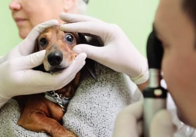 imgi_10_medical-examination-dog-dachshunds-veterinary-clinic_74906-2399
